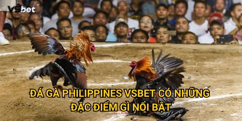 Đá gà Philippines Vsbet có những đặc điểm gì nổi bật?