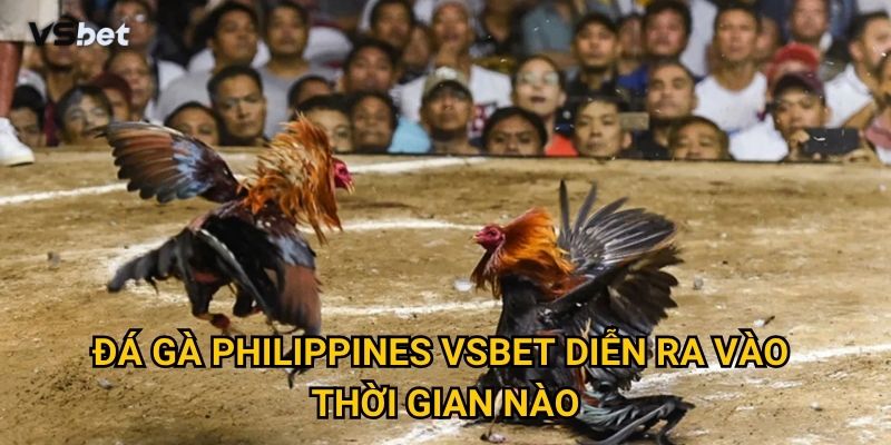 Đá gà Philippines Vsbet diễn ra vào thời gian nào?
