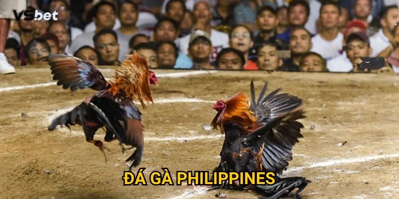 Có gì đặc biệt ở đá gà Philippines Vsbet mà game thủ mê mẩn?