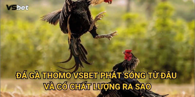Tại sao đá gà Thomo Vsbet lại thu hút đông đảo người chơi? 2 Đá gà Thomo Vsbet Xn phát sóng từ đâu và có chất lượng ra sao?