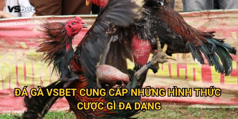 Vì sao Đá gà Vsbet lại mang đến trải nghiệm chân thực nhất? 2 Đá gà Vsbet cung cấp những hình thức cược gì đa dạng?
