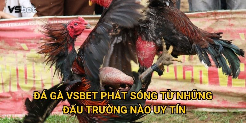 Vì sao Đá gà Vsbet lại mang đến trải nghiệm chân thực nhất? 1 Đá gà Vsbet phát sóng từ những đấu trường nào uy tín?