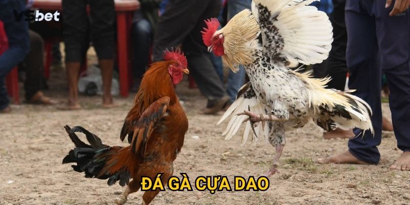 Tại sao đá gà cựa dao Vsbet thu hút cả những người chơi khó tính? 8 Tại sao đá gà cựa dao Vsbet thu hút cả những người chơi khó tính?