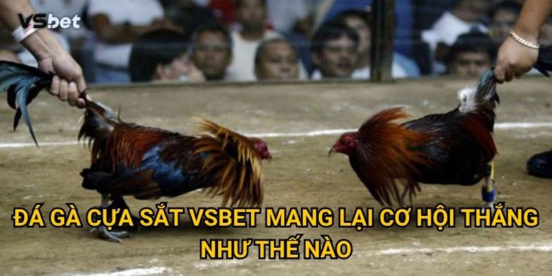 Đá gà cựa sắt Vsbet mang lại cơ hội thắng như thế nào?